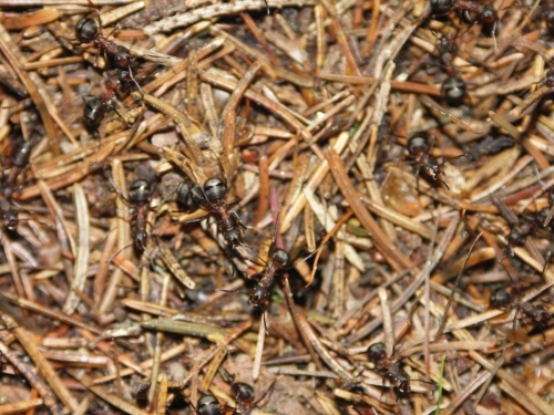 mravenců.